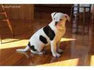 American Bulldog Puppy for sale in New Paris, OH, USA