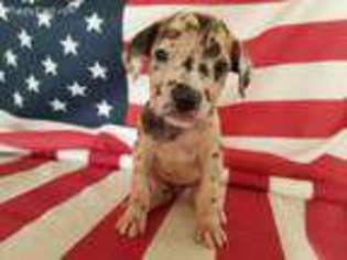 Great Dane Puppy for sale in Baxley, GA, USA