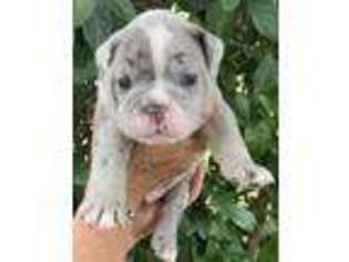 Olde English Bulldogge Puppy for sale in Eustis, FL, USA