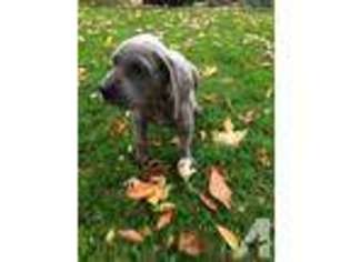 Great Dane Puppy for sale in ARCHBOLD, OH, USA