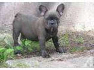 French Bulldog Puppy for sale in TRABUCO CANYON, CA, USA