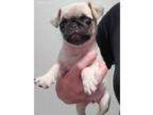 Pug Puppy for sale in Juneau, WI, USA
