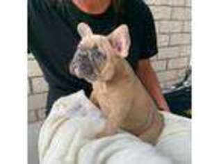 French Bulldog Puppy for sale in Algonac, MI, USA