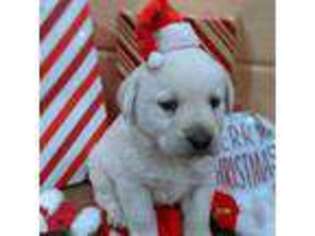 Labrador Retriever Puppy for sale in Calvin, PA, USA