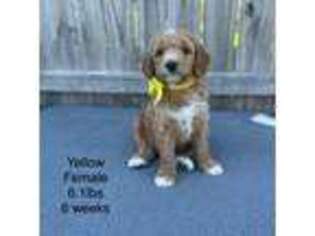 Goldendoodle Puppy for sale in Clarksville, IA, USA
