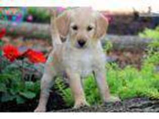 Labradoodle Puppy for sale in Lancaster, PA, USA