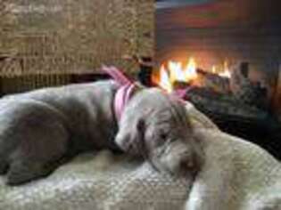 Weimaraner Puppy for sale in Myerstown, PA, USA