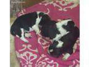 Border Collie Puppy for sale in Denver, CO, USA