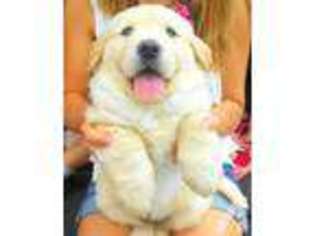 Labrador Retriever Puppy for sale in HELENA, MT, USA