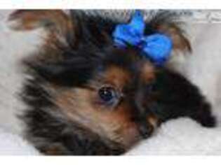 Yorkshire Terrier Puppy for sale in Sioux Falls, SD, USA
