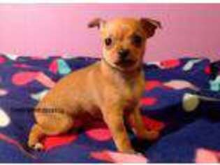 Chihuahua Puppy for sale in Palestine, TX, USA