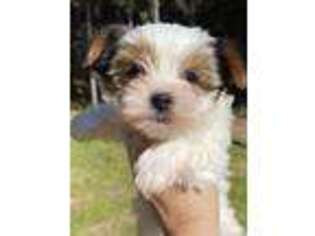Yorkshire Terrier Puppy for sale in Weir, MS, USA