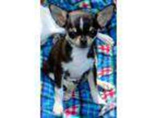 Chihuahua Puppy for sale in WINCHESTER, CA, USA