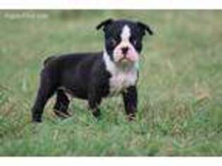 Boston Terrier Puppy for sale in Kyle, TX, USA