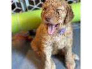 Mutt Puppy for sale in Hilton Head Island, SC, USA