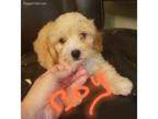 Shih-Poo Puppy for sale in Toledo, OH, USA