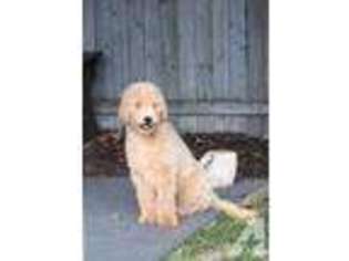 Goldendoodle Puppy for sale in DUNKIRK, OH, USA