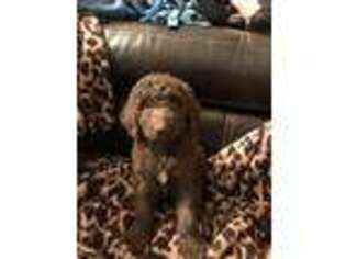 Mutt Puppy for sale in Horicon, WI, USA