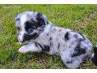 Miniature Australian Shepherd Puppy for sale in Alva, FL, USA
