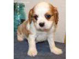 Cavalier King Charles Spaniel Puppy for sale in Caulfield, MO, USA