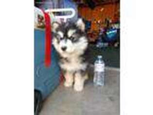 Alaskan Malamute Puppy for sale in Norco, CA, USA