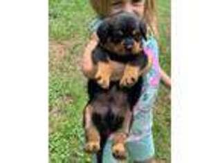Rottweiler Puppy for sale in Radford, VA, USA