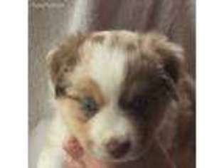 Miniature Australian Shepherd Puppy for sale in Polo, MO, USA