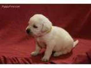 Labrador Retriever Puppy for sale in Bloomfield, KY, USA
