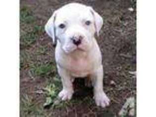American Bulldog Puppy for sale in SEATTLE, WA, USA