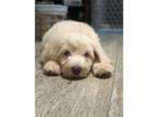 Labradoodle Puppy for sale in Walker, LA, USA