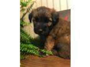 Soft Coated Wheaten Terrier Puppy for sale in Amboy, IN, USA