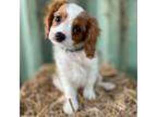 Cavalier King Charles Spaniel Puppy for sale in Gay, GA, USA