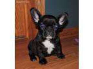 French Bulldog Puppy for sale in Charlotte, MI, USA