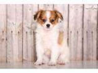 Papillon Puppy for sale in Columbus, OH, USA