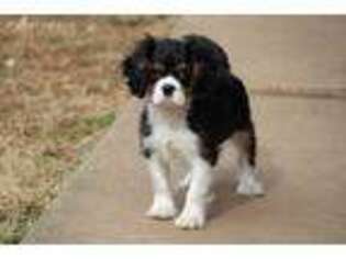 Cavalier King Charles Spaniel Puppy for sale in Strasburg, VA, USA