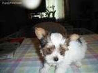Yorkshire Terrier Puppy for sale in Vienna, WV, USA