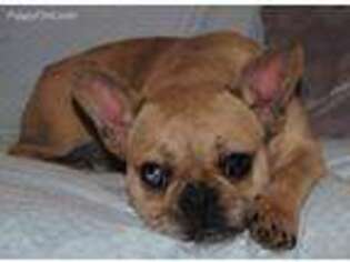 French Bulldog Puppy for sale in Banks, OR, USA