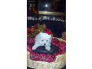 Bichon Frise Puppy for sale in Myrtle Creek, OR, USA