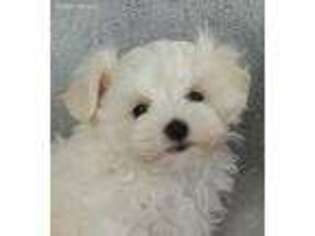 Maltese Puppy for sale in GREENEVILLE, TN, USA
