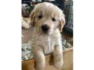 Golden Retriever Puppy for sale in Livonia, MI, USA