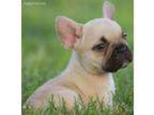 French Bulldog Puppy for sale in Newtown, PA, USA