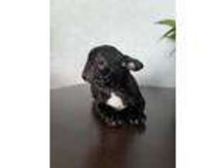 French Bulldog Puppy for sale in Gurnee, IL, USA