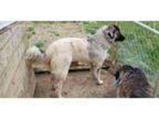 Anatolian Shepherd Puppy for sale in Ashland, KY, USA