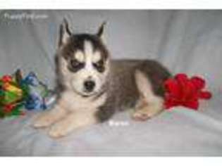 Siberian Husky Puppy for sale in South Whitley, IN, USA