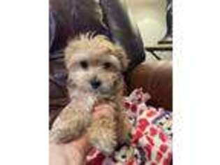 Maltese Puppy for sale in Bakersfield, CA, USA