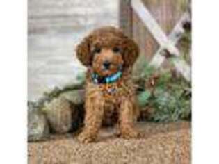 Mutt Puppy for sale in Wolcott, IN, USA