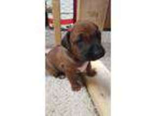 Rhodesian Ridgeback Puppy for sale in New Hampton, IA, USA