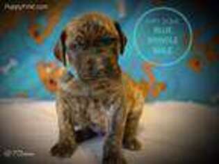 Great Dane Puppy for sale in Magnolia, TX, USA