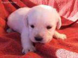 Labrador Retriever Puppy for sale in Easley, SC, USA