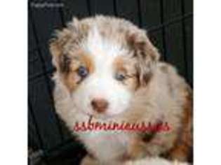 Miniature Australian Shepherd Puppy for sale in Long Lane, MO, USA
